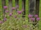 Indian nettle, Monarda, didyma