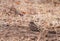 Indian nightjar (Caprimulgus asiaticus)