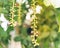 Indian Oak long pendulous raceme buds bright red stamens blooming on tree branch bokeh background