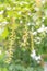 Indian Oak long pendulous raceme buds bright red stamens blooming on tree branch bokeh background