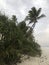 Indian Ocean coast. Coastal palms. Zanzibar island. Africa. Typical view