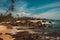 Indian Ocean Coast with stones and coconut palm trees. Tropical vacation, holiday background. Wild deserted beach. Paradise idylli