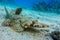 Indian ocean crocodilefish Papilloculiceps longiceps. Taken at Sharm el Sheikh- Red sea  Egypt