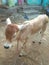 Indian odisha standing brown cattle