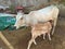 Indian odisha standing cow and his brown cattle