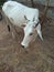 Indian odisha standing white cow