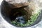 Indian old concrete pit with reflection of palm fronds