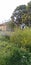 Indian old village house with some mango trees with flower