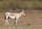 Indian Onager also called Indian Wild Ass