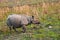 Indian One-horned Rhino