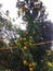 Indian orange fruits tree and green  wheat tree