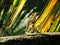 Indian Oriental Garden Lizard basking in sunlight