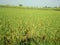 Indian paddy field in morning time of kushinagar village