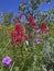 Indian Paint Brush Aspen Sticky Geranium flowers wildflowers