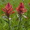 Indian Paint Brush flower paintbrush flowers wildflower wildflowers