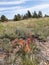 Indian paint brush state flowers Blair Wallis Hooch trail Cheyenne, Wyoming