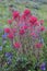 Indian Paint Brush and vetch plant.