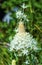 Indian Paint Brush White Heather Close Up Wildflowers