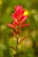 Indian Paintbrush