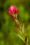 Indian Paintbrush