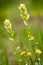 Indian Paintbrush