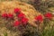 Indian Paintbrush