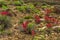 Indian Paintbrush