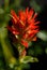 Indian Paintbrush