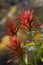 Indian Paintbrush