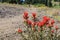 Indian Paintbrush