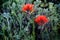 Indian Paintbrush Blooms