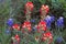 Indian Paintbrush and Bluebonnet