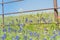 Indian Paintbrush and Bluebonnet blooming along old metal fence