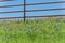 Indian Paintbrush and Bluebonnet blooming along old metal fence