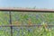 Indian Paintbrush and Bluebonnet blooming along old metal fence