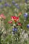 Indian Paintbrush and Bluebonnet Wildflowers