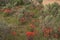 Indian Paintbrush Castilleja In Sagebrush Western Wildflower Scene