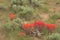 Indian Paintbrush Castilleja In Sagebrush Western Wildflower Scene