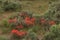 Indian Paintbrush Castilleja In Sagebrush Western Wildflower Scene