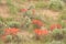 Indian Paintbrush Castilleja In Sagebrush Western Wildflower Scene