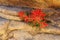 Indian Paintbrush, Castilleja scabrida, Zion National Park, Utah, USA