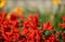 Indian paintbrush Castilleja wildflowers