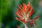 Indian Paintbrush Close Up Horizontal