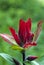 Indian Paintbrush closeup