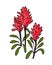 Indian paintbrush flower illustration vector isolated