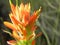 Indian Paintbrush Flowers