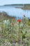 Indian paintbrush flowers along a river that runs to Lake Huron