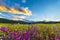 Indian Paintbrush flowers Colorado Landscape