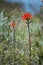 Indian paintbrush flowers by Lake Huron