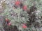 Indian paintbrush green leaves g